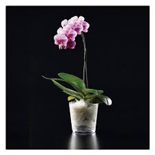 Flower Pot (Botanica)